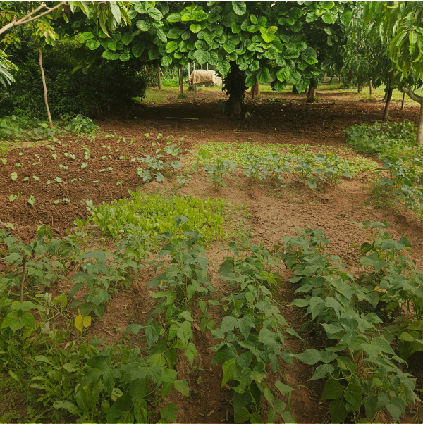 farm-life